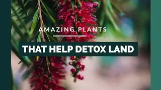 Plants that Detoxify !