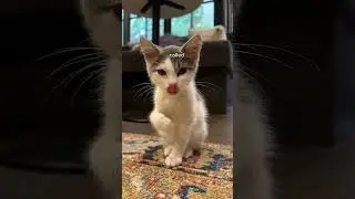 rescue cat cafe in London?! 😻🐾 