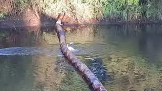 Дикие утки с утятами в гостях у наших на болоте .