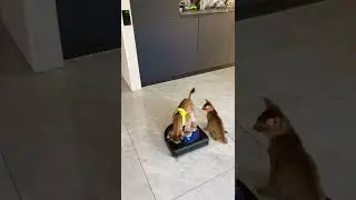 Рысёнок Локи и его друг против пылесоса 😸
