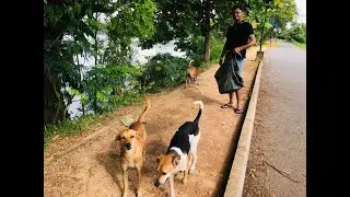 Feeding The needy animals | This video is for all animal lovers