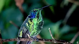 The Lesser Violetear
