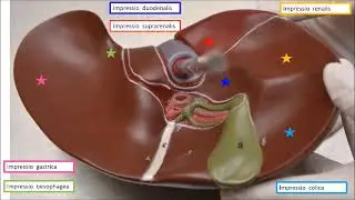 Hepar-karaciğer anatomisi işaretli