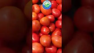 🍅 Tomato facts you didn't know #farming #tomato #shorts
