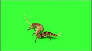 Centipede  green screen video free download like share and subscribe