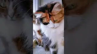 СМЕШНЫЕ КОШКИ / ПРИКОЛЫ С КОШКАМИ