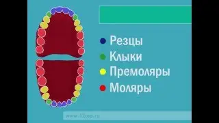 Виды зубов человека. Зубы человека. Зубы ребенка.
