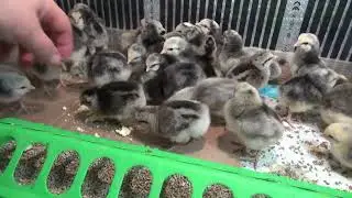 Цыплята.