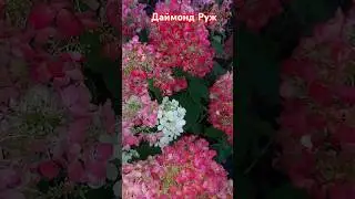 Даймонд Руж#гортензииметельчатые