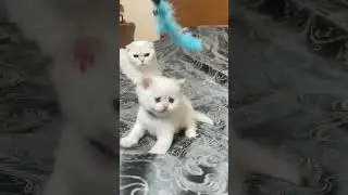 Маменькин сынок #смешныеживотные #cat #kitten #sort #шотландскиекотята