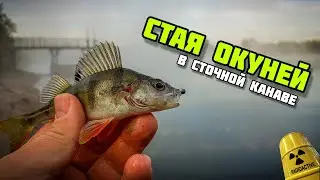 НАНОДЖИГ | В этой канаве полно окуня | спиннинг Black Fly Travel