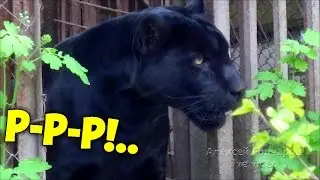 Puma growls! Zoo Kharkiv