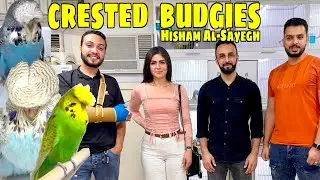 CRESTED BUDGIES زيارة خاصة هشام الصايغ في البحرين A special visit to Hisham Al-Sayegh in Bahrain 🇧🇭