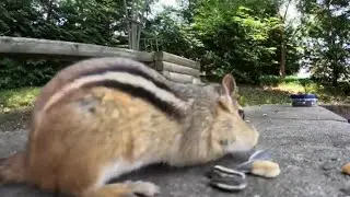 Chipmunk Taking Food - Super Close