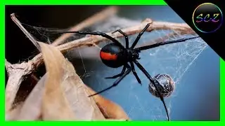 10 Most Dangerous Spiders in the World (With Quiz) | Spectral CountdownZ
