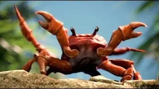 crab rave
