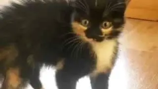 Опасный Котик
