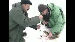 Какими моделями жерлиц зимой обычно ловят Обыкновенную щуку (Common pike) — Esox lucius Linnaeus ?