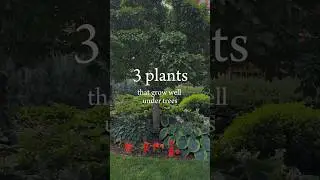 Best plants for under trees 🌿 