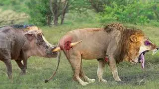 Tragic Ending When Lion Hunts Alone! Warthogs Attack The Lion Mercilessly To Get Their Baby Back