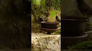 Song of Nature shorts | nature song shorts | Song nature shorts