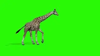 Giraffe mammal green screen #greenscree #giraffe
