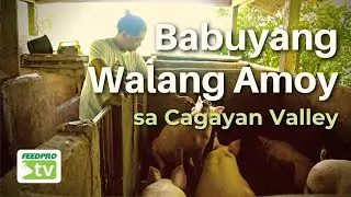 Babuyang Walang amoy sa Cagayan Valley