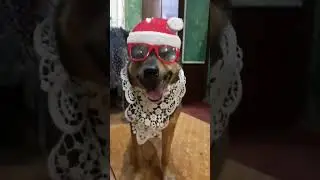 СобачкаТимка и кот Барсик,дружная семья. Новогодние поздравления.