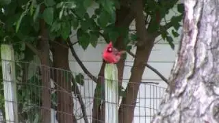 Cardinal on the fence post