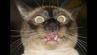 GATO ASSUSTANDO COM CENOURA!! PRA MORRER DE RIR!!!