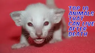 TOP 10 ANIMALS THAT CAN LIVE AFTER DEATH,Zombie Animals,حيوانات الزومبي,ज़ोंबी जानवर,ゾンビ動物,สัตว์ซอมบ