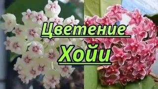 Хойя...Цветение.