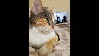 Kedimin Kızgınlığı Geldi Çıldırıyoruz :)