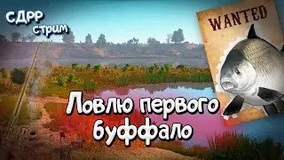 Первый буффало на аккаунте ( Русская рыбалка 4 )
