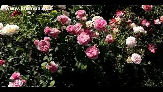 Сорта роз легкие в выращивании, с превосходной устойчивостью к заболеваниям. Стоит попробовать!