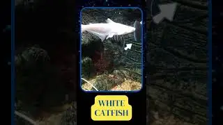 Beautiful white catfish