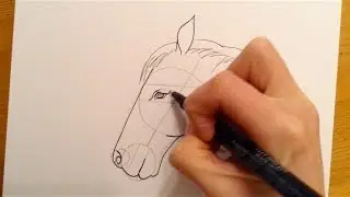 Beginners Lesson - How To Draw A Horse