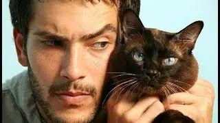 Как стать котом.