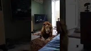 "Райская гармония: Человек, телевизор, и верный друг - лев Васька."😁