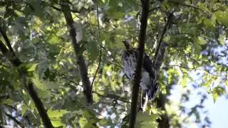Cooper's Hawk