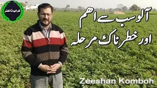 Most Critical Stage of Potato Crop