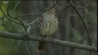 Brown Thrasher
