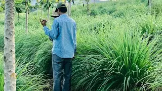 Harvesting lemon grass