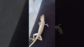 AKU MENEMUKAN KADAL KEBUN YANG JINAK DAN SANTAI BANGET! BISA DIHIPNOTIS!