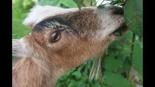 OUR GOATS TRY ASMR!!