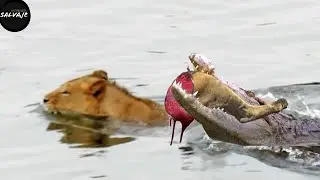 Tragic! lion loses a paw due to a surprise attack by a crocodile while crossing the river