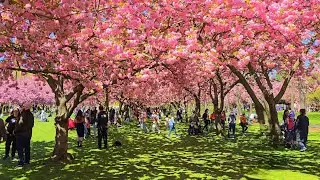 Spring is here 🌸 🗽 [8k]