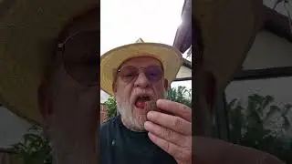 Bayerische  Semmepflanzerl