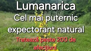 Lumanarica- Cel mai puternic expectorant natural / Ulei de Lumanarica