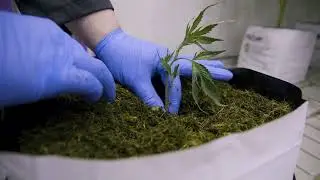 The New PRO-MIX® CX Coco-Based Grow Bag: Good to The Coir!